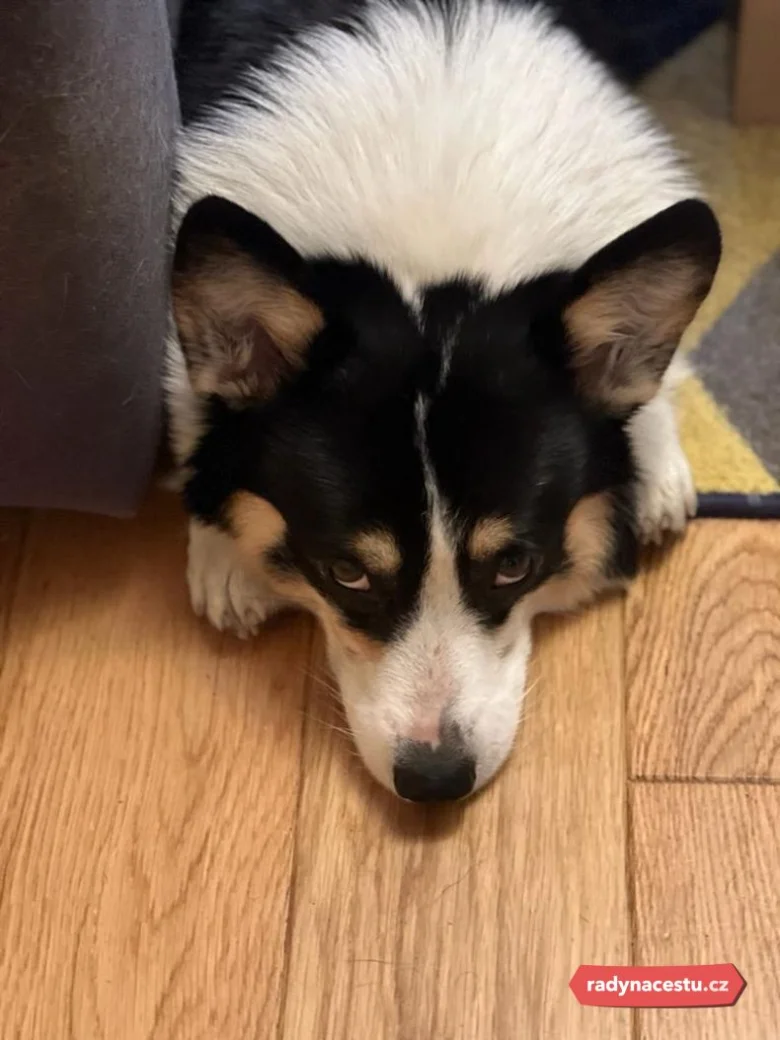 Černobílý welsh corgí leží na dřevěné podlaze.