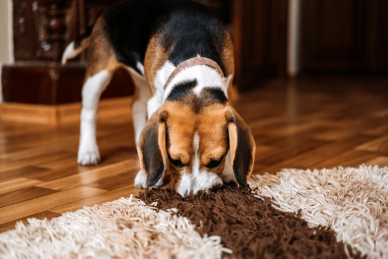 Beagle pes čichá do koberce při tréninku nosework.