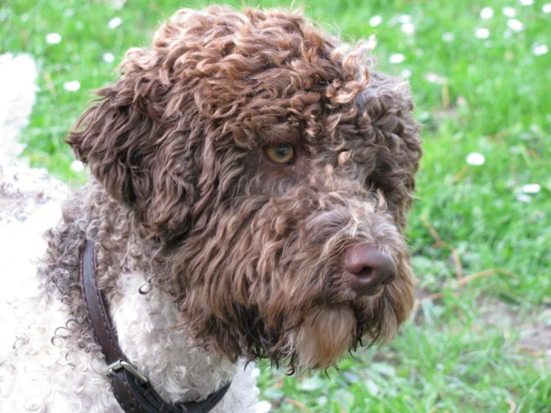Hnědo-bílý lagotto romagnolo s kudrnatou srstí na trávníku.