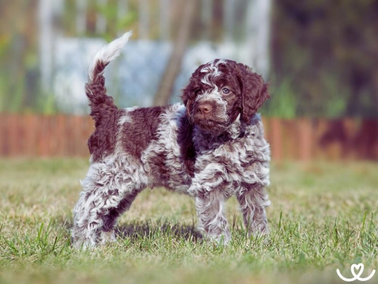 Malý lagotto romagnolo stojí na trávníku venku.