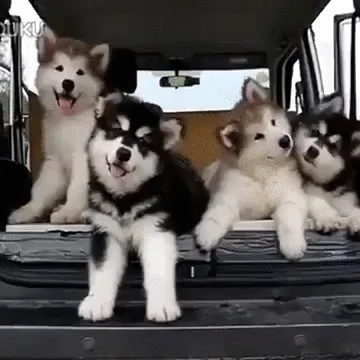 Čtyři štěňata sibiřského husky sedící v autě.