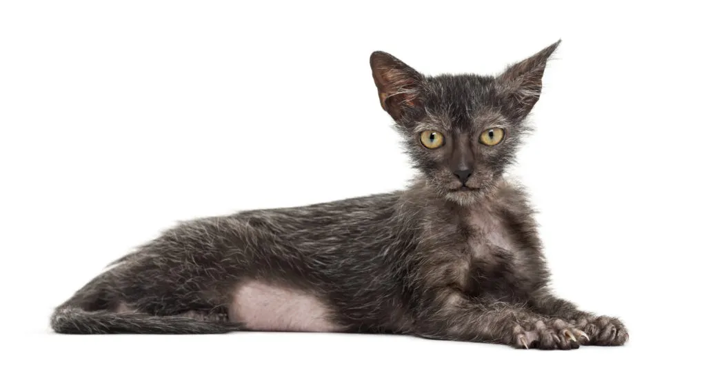 Mladá kočka plemene lykoi leží na bílém pozadí.