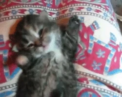 Kitten lying on patterned fabric