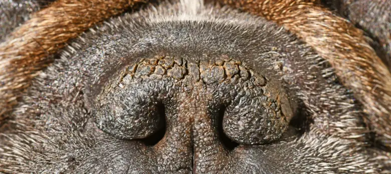Detail popraskaného černého čumáku psa s suchou kůží.