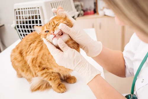 Veterinarian examining cat mouth