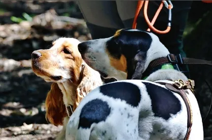 Two dogs interacting closely