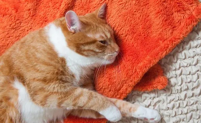 Oranžová kočka spí na oranžovém plédě.