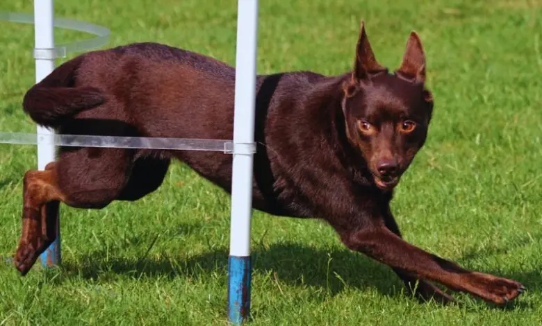 Hnědá australská kelpie skáče přes překážku na trávníku.