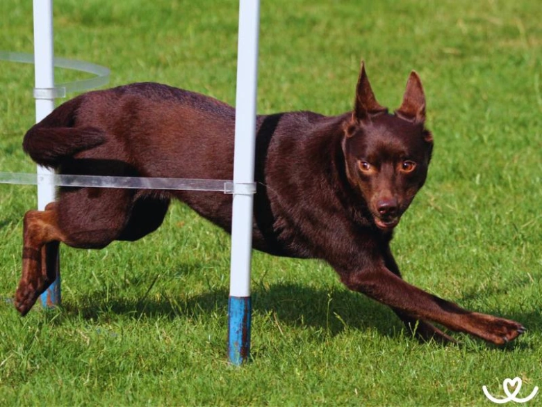 Hnědá australská kelpie skáče přes překážku na trávníku.