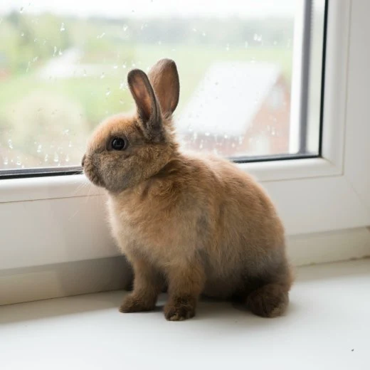 Králík sedí na parapetu u okna.