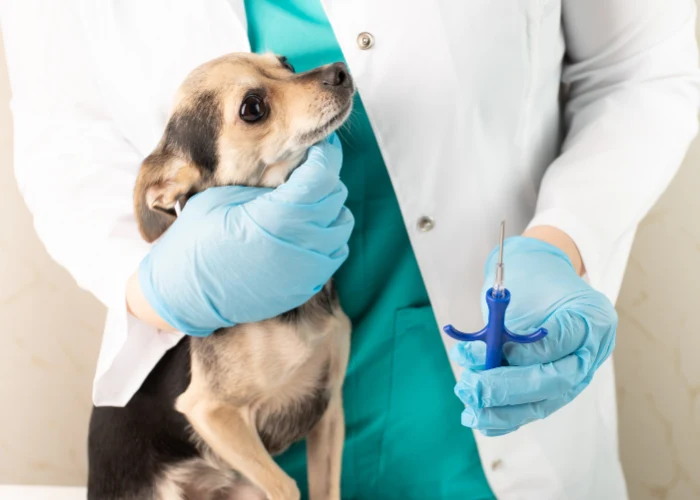 Veterinář podává injekci psu v ordinaci.