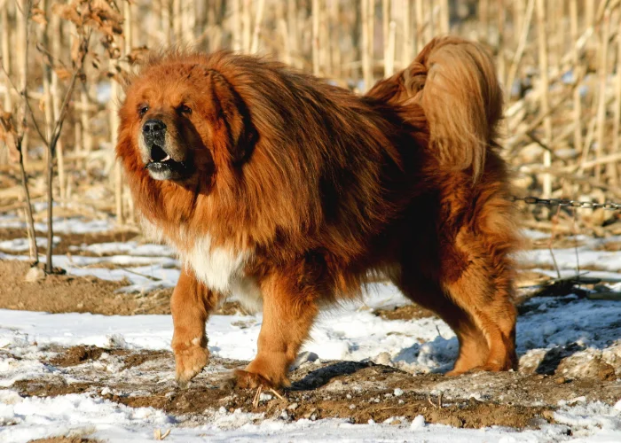 Velký hnědý tibetský mastif stojí na sněhu.