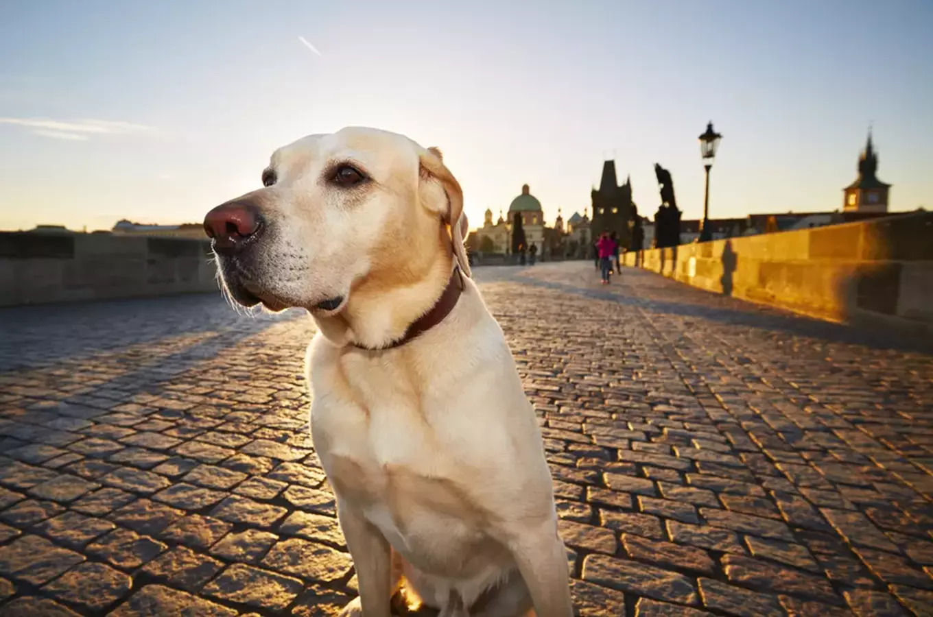 Žlutý labradorský retrívr sedící na mostě při západu slunce.