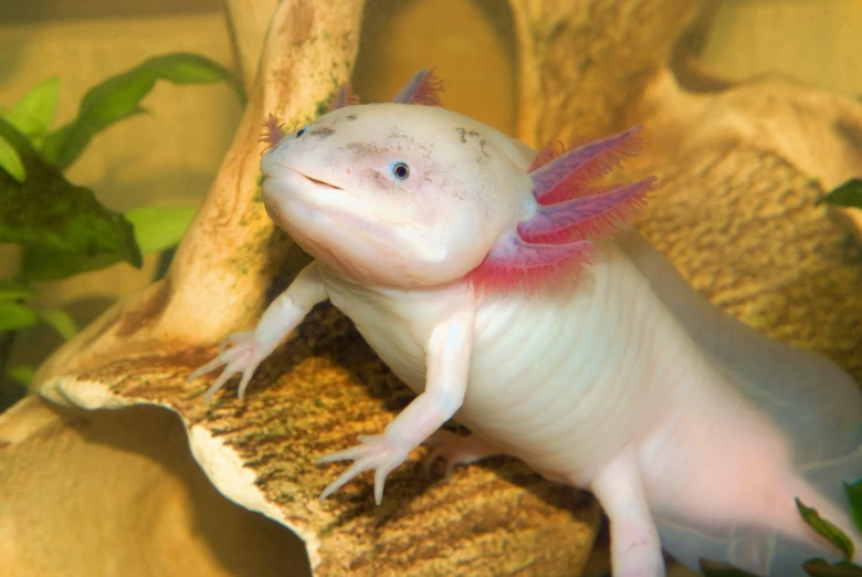 Bílý axolotl s růžovými žábry na dřevě v akváriu.