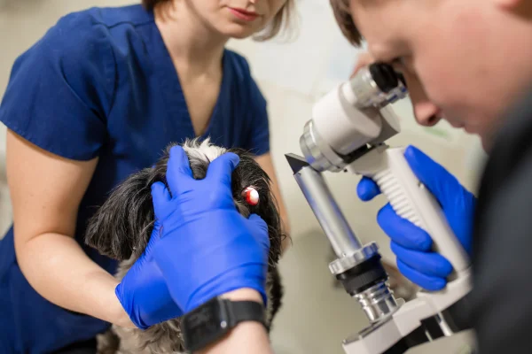 Veterinář zkoumá oko psa pomocí oftalmoskopu v ordinaci.