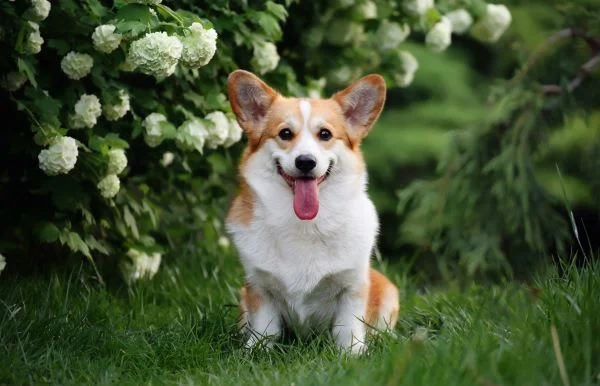 Šťastný corgi sedí na trávě před bílými květy.