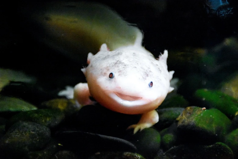 Bílý axolotl plavící se v akváriu mezi kameny.