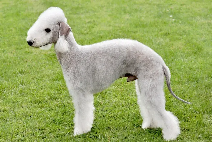 Bedlington teriér stojí na trávníku s upravenou srstí.