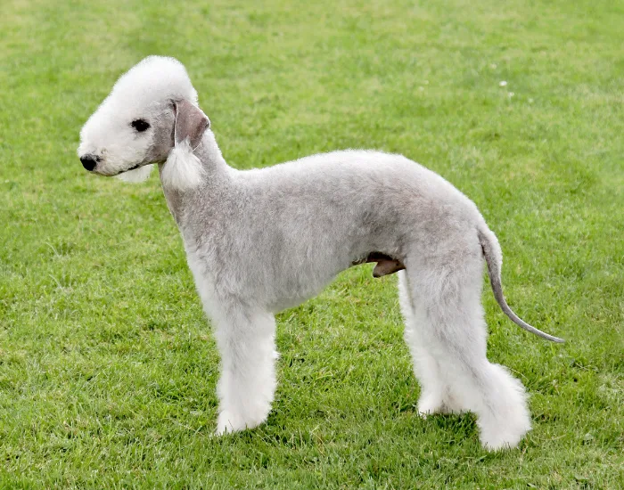Bedlington teriér stojí na trávníku s upravenou srstí.