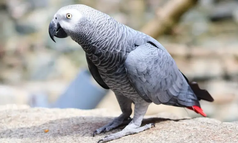 Afrikanští šedý papoušek stojí na skále venku.