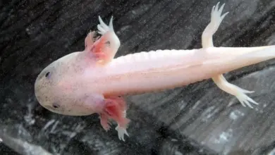 Axolotl plavoucí ve vodě s viditelnými žábry.