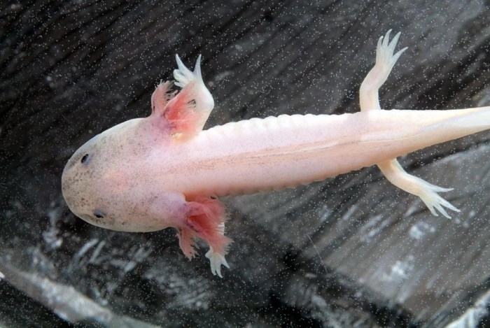 Axolotl plavoucí ve vodě s viditelnými žábry.