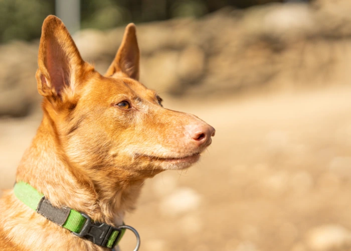 Portugalský podengo v profilu s zeleným obojkem venku.