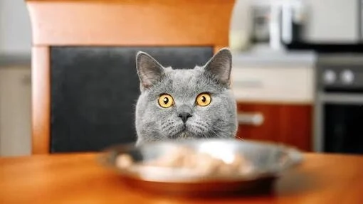 Šedá kočka se dívá na misku s jídlem.