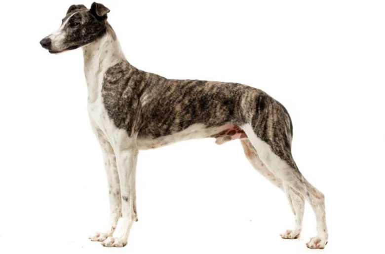 Brindle whippet dog