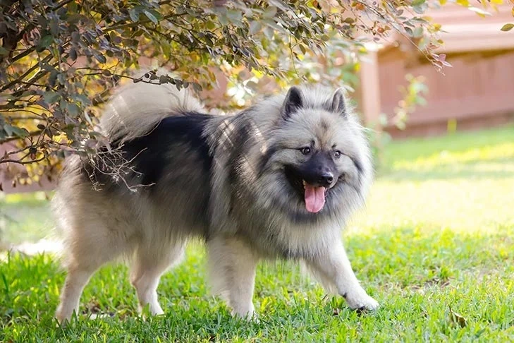 Fluffy vlčí špic stojí na trávníku pod stromem.