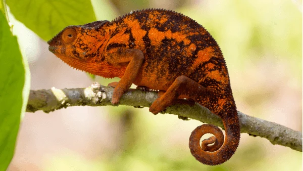 Chameleón na větvi v přírodě, ilustrační foto.