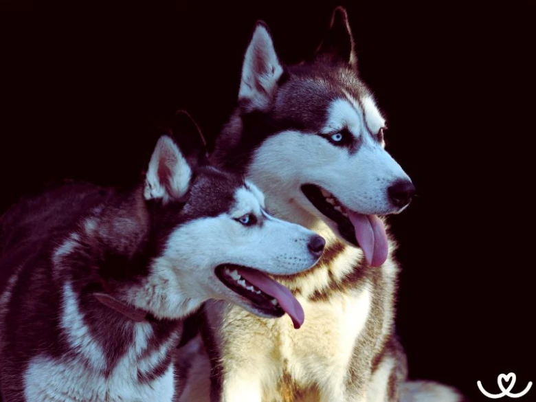 Dva dospělé husky psi sedící vedle sebe.