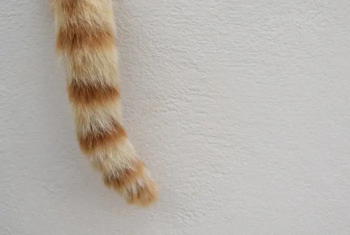 Příznaky syndromu mrtvého ocasu u koček: pruhovaný ocas.