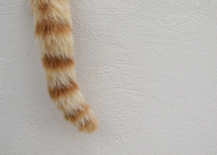 Příznaky syndromu mrtvého ocasu u koček: pruhovaný ocas.