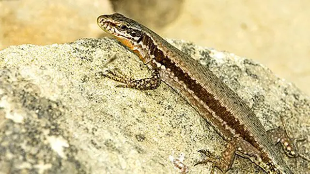 Lizard on rock