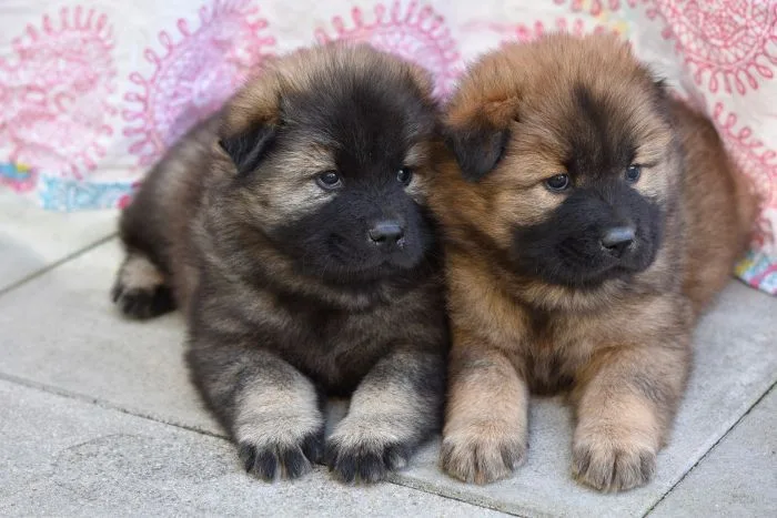 Dva mláďata plemene eurasier ležící vedle sebe.
