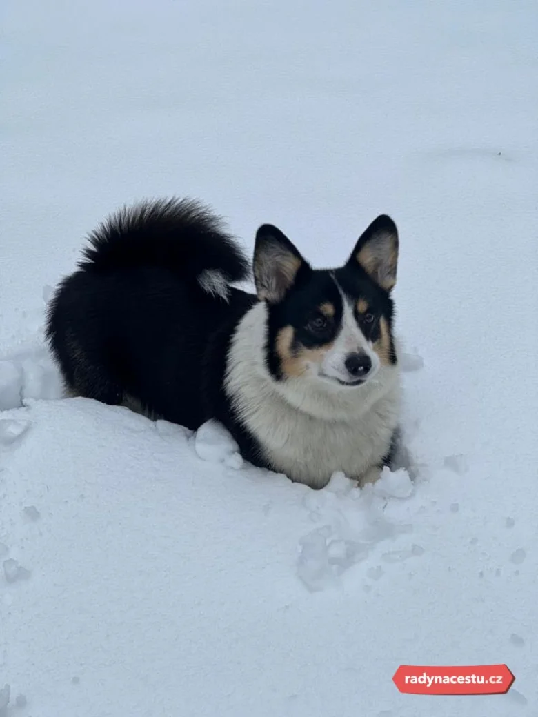 Černobílý královský pes Corgi leží v sněhu.