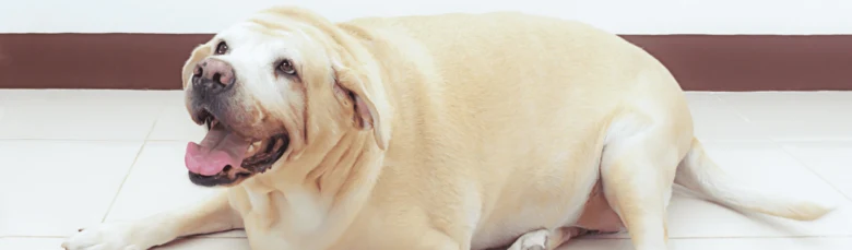 Překrvený labrador leží na dlažbě v interiéru.
