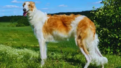 Borzoi pes stojí na trávníku pod modrou oblohou.