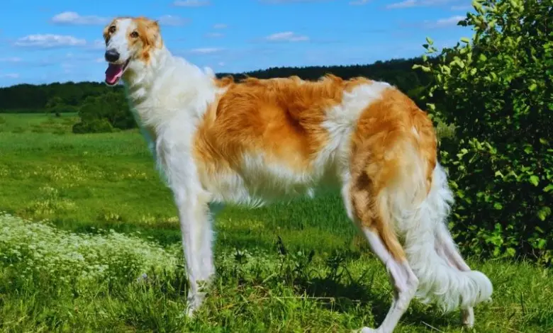 Borzoi pes stojí na trávníku pod modrou oblohou.