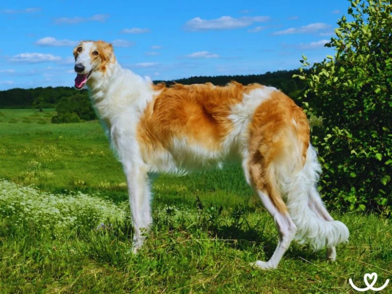 Borzoi pes stojí na trávníku pod modrou oblohou.