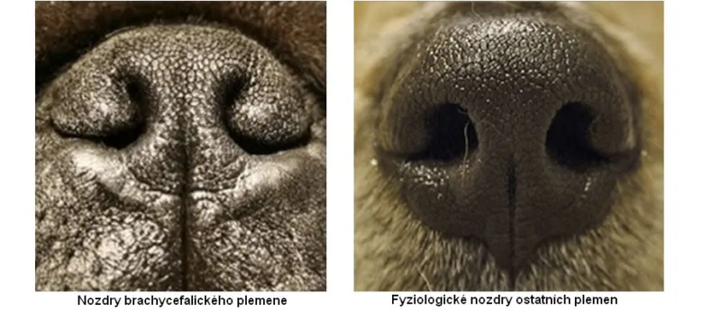 Porovnání nosů plemen s krátkou čenouchí pro vysvětlení chrčení.