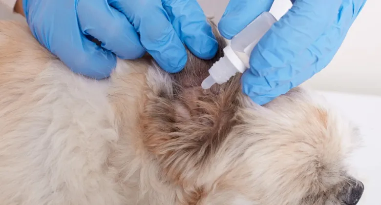 Veterinář aplikuje kapky do ucha psa.
