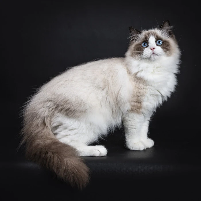 Ragdoll kočka s dlouhým srstí sedící na černém pozadí.