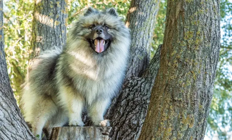 Vlčí špic sedí na kmeni stromu s otevřenou pusou.