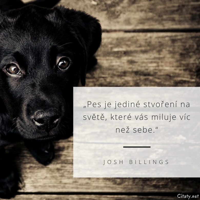 Černý štěně s citátem o lásce psů k lidem.