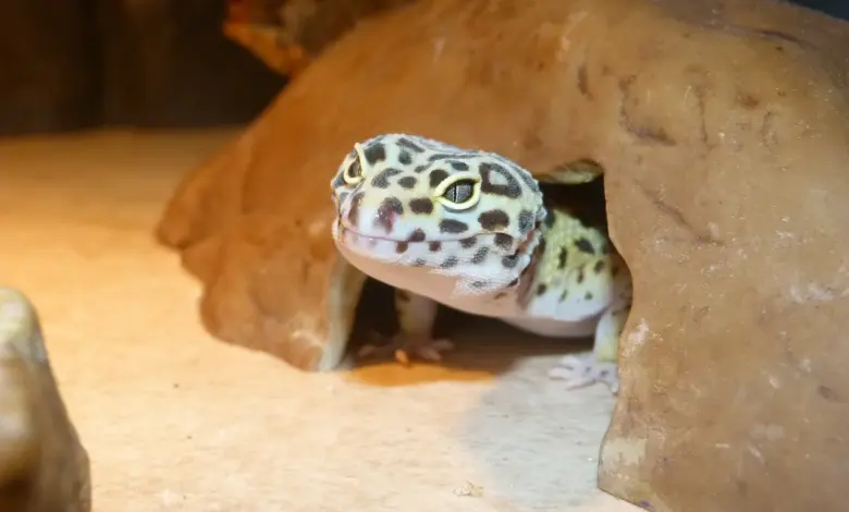 Geckon obrovský vyhlíží z úkrytu v akváriu.
