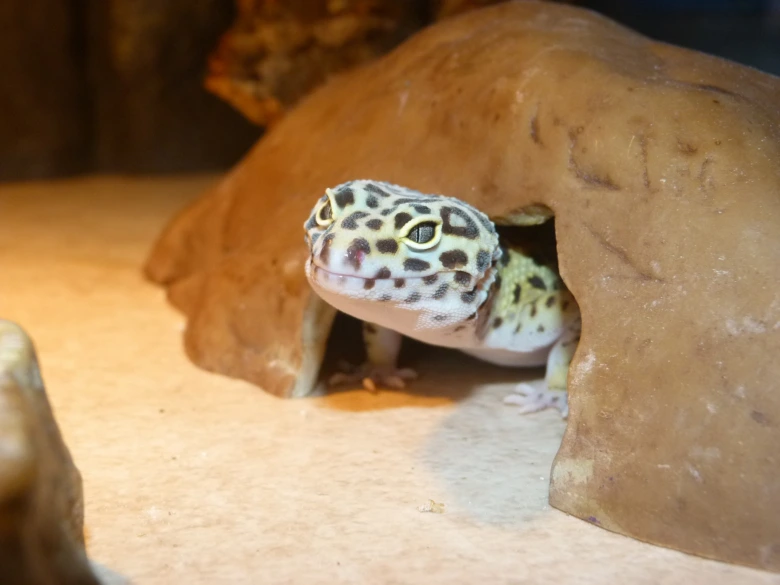 Geckon obrovský vyhlíží z úkrytu v akváriu.