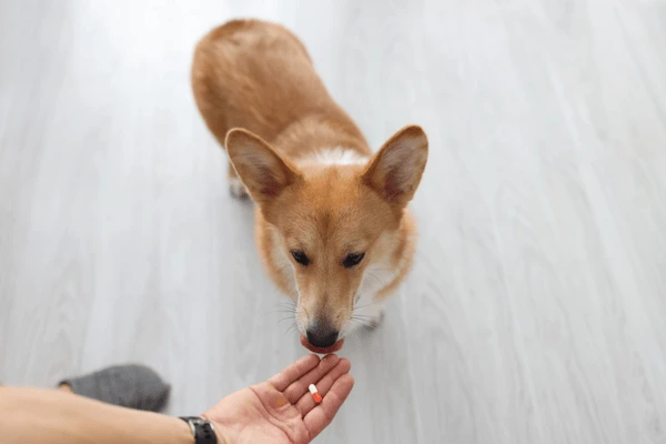 Corgi pes bere tablety z dlaně majitele.
