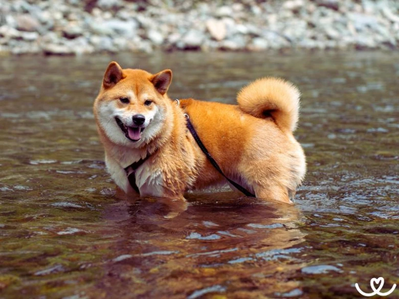 Japonský pes šibainu stojí v řece s otevřenou pusou.